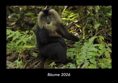 Bäume 2026 Fotokalender DIN A3