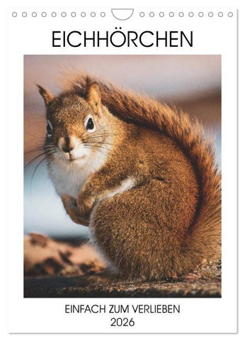 Eichhörnchen - Einfach zum Verlieben (Wandkalender 2026 DIN A4 hoch), CALVENDO Monatskalender