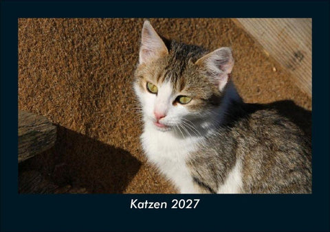 Katzen 2027 Fotokalender DIN A5