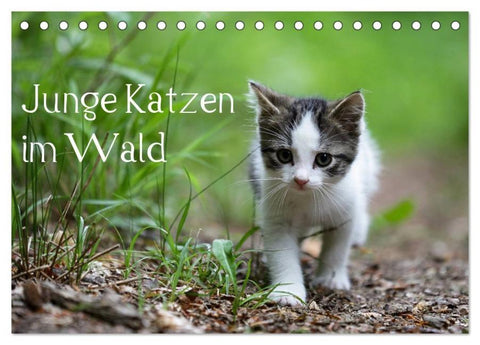 Junge Katzen im Wald (Tischkalender 2026 DIN A5 quer), CALVENDO Monatskalender
