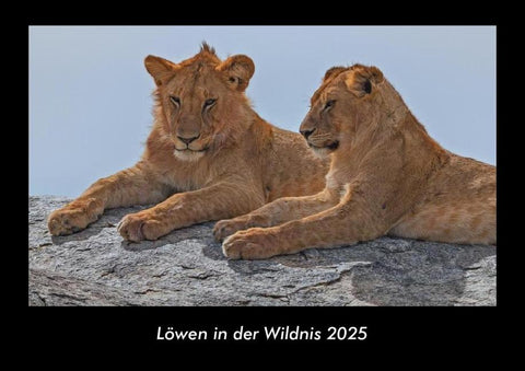 Löwen in der Wildnis 2025 Fotokalender DIN A3