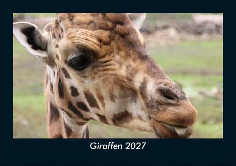 Giraffen 2027 Fotokalender DIN A5