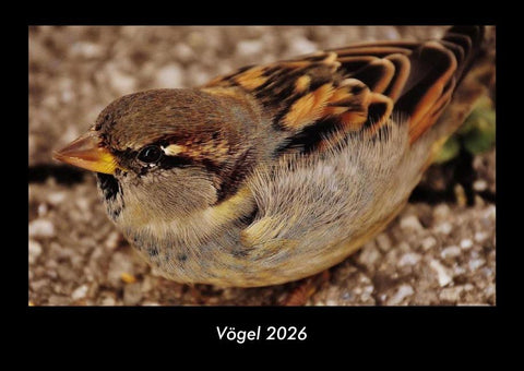 Vögel 2026 Fotokalender DIN A3