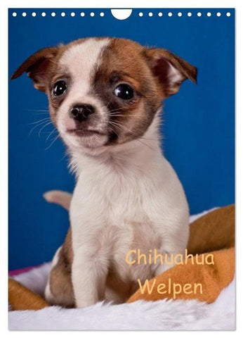 Chihuahua Welpen (Wandkalender 2026 DIN A4 hoch), CALVENDO Monatskalender