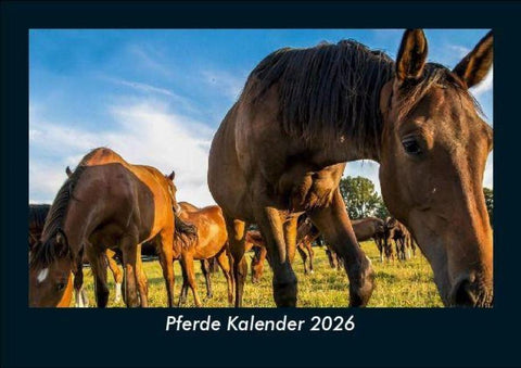 Pferde Kalender 2026 Fotokalender DIN A5