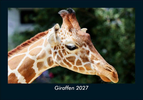 Giraffen 2027 Fotokalender DIN A5