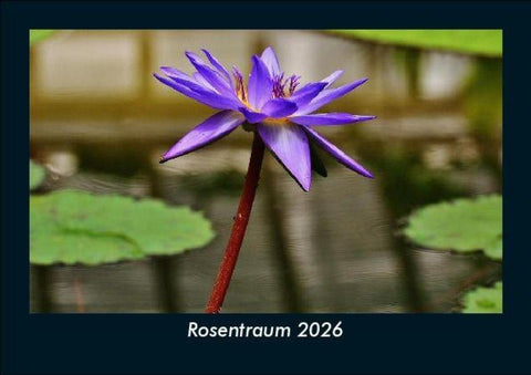 Rosentraum 2026 Fotokalender DIN A5