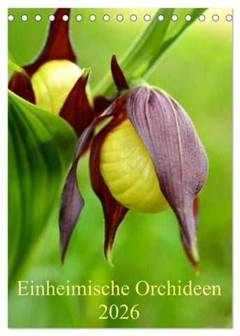 Einheimische Orchideen (Tischkalender 2026 DIN A5 hoch), CALVENDO Monatskalender