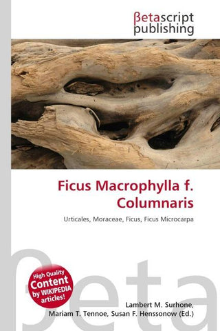 Ficus Macrophylla f. Columnaris