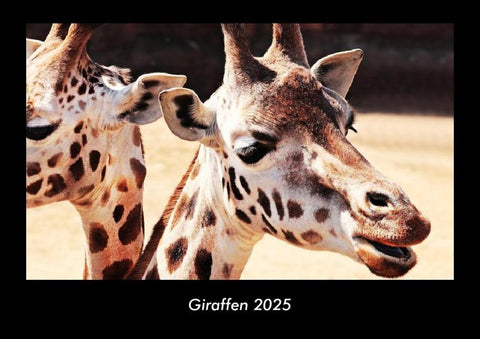 Giraffen 2025 Fotokalender DIN A3