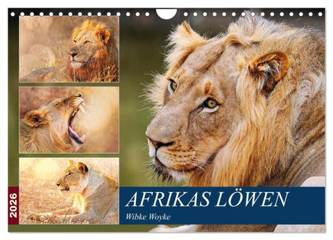 Afrikas Löwen 2026 (Wandkalender 2026 DIN A4 quer), CALVENDO Monatskalender
