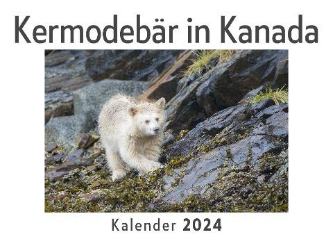Kermodebär in Kanada (Wandkalender 2024, Kalender DIN A4 quer, Monatskalender im Querformat mit Kalendarium, Das perfekte Geschenk)