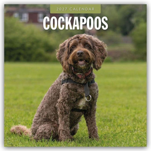 Cockapoos – Cockapoo 2027 – 16-Monatskalender