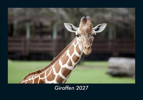 Giraffen 2027 Fotokalender DIN A5