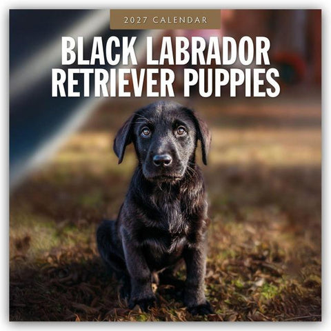 Black Labrador Retriever Puppies – Schwarze Labrador Retriever Welpen 2027 – 16-Monatskalender