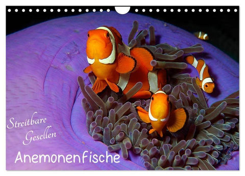 Anemonenfische - Streitbare Gesellen (Wandkalender 2026 DIN A4 quer), CALVENDO Monatskalender