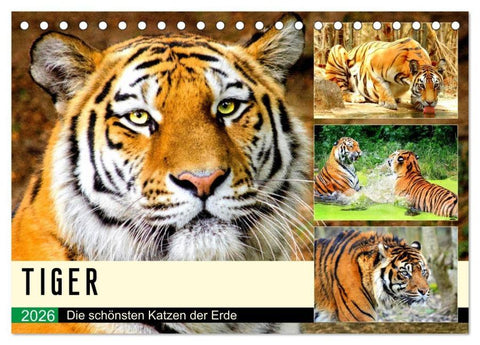 Tiger. Die schönsten Katzen der Erde (Tischkalender 2026 DIN A5 quer), CALVENDO Monatskalender