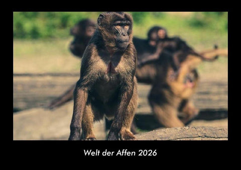 Welt der Affen 2026 Fotokalender DIN A3