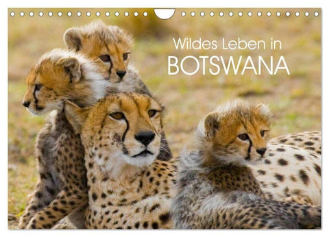 Wildes Leben in Botswana (Wandkalender 2026 DIN A4 quer), CALVENDO Monatskalender