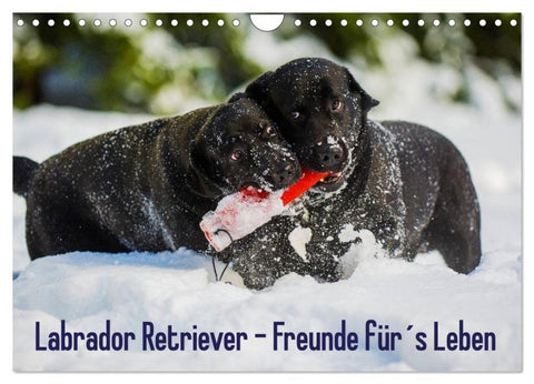 Labrador Retriever - Freunde für´s Leben (Wandkalender 2026 DIN A4 quer), CALVENDO Monatskalender