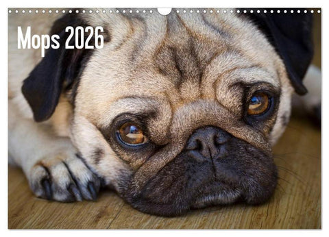 Mops 2026 (Wandkalender 2026 DIN A3 quer), CALVENDO Monatskalender