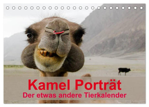 Kamel Porträt (Tischkalender 2026 DIN A5 quer), CALVENDO Monatskalender