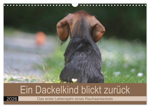 Ein Dackelkind blickt zurück (Wandkalender 2026 DIN A3 quer), CALVENDO Monatskalender