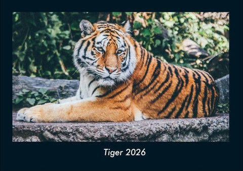 Tiger 2026 Fotokalender DIN A4
