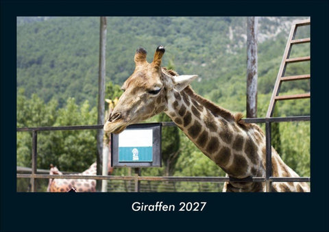 Giraffen 2027 Fotokalender DIN A4