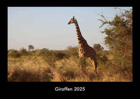Giraffen 2025 Fotokalender DIN A3