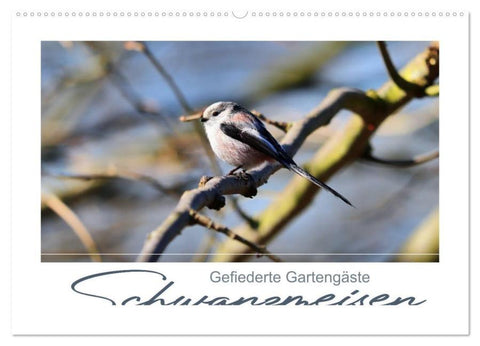 Gefiederte Gartengäste, Schwanzmeisen (Wandkalender 2026 DIN A2 quer), CALVENDO Monatskalender
