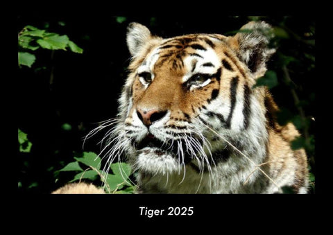 Tiger 2025 Fotokalender DIN A3