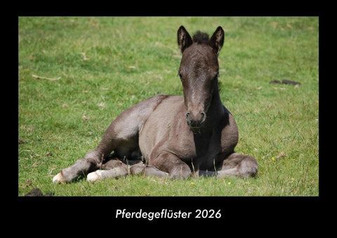 Pferdegeflüster 2026 Fotokalender DIN A3