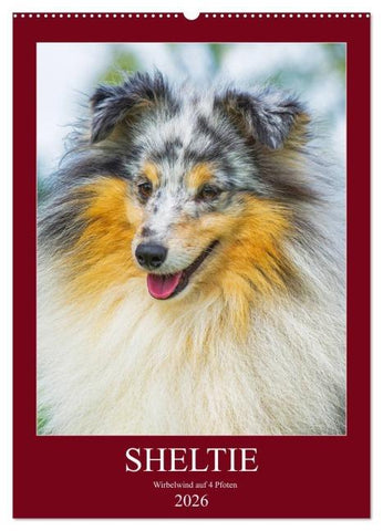 Sheltie - Wirbelwind auf 4 Pfoten (Wandkalender 2026 DIN A2 hoch), CALVENDO Monatskalender