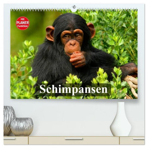 Schimpansen (hochwertiger Premium Wandkalender 2026 DIN A2 quer), Kunstdruck in Hochglanz