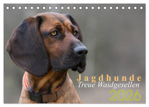 Jagdhunde - Treue Waidgesellen (Tischkalender 2026 DIN A5 quer), CALVENDO Monatskalender