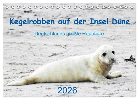 Kegelrobben auf der Insel Düne (Tischkalender 2026 DIN A5 quer), CALVENDO Monatskalender
