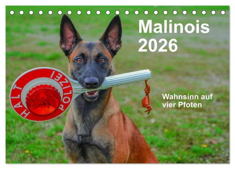 Malinois - Wahnsinn auf vier Pfoten (Tischkalender 2026 DIN A5 quer), CALVENDO Monatskalender