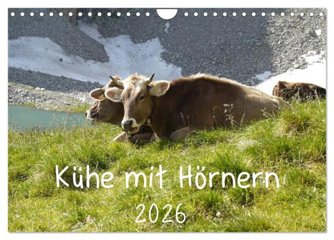 Kühe mit Hörnern (Wandkalender 2026 DIN A4 quer), CALVENDO Monatskalender