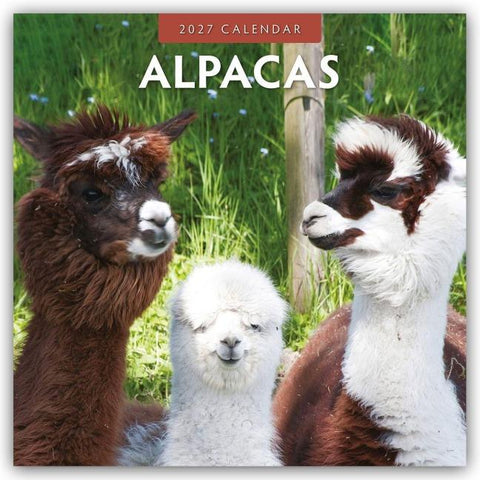 Alpacas – Alpakas 2027 – 16-Monatskalender