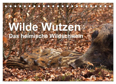 Wilde Wutzen. Das heimische Wildschwein (Tischkalender 2026 DIN A5 quer), CALVENDO Monatskalender