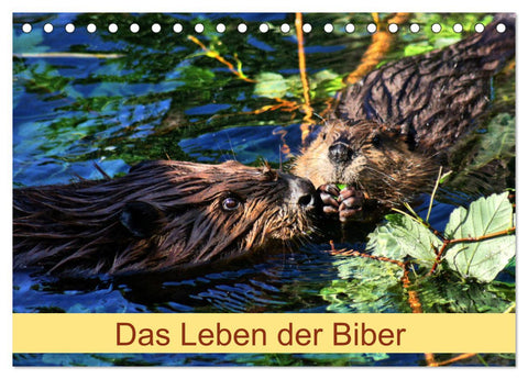Das Leben der Biber (Tischkalender 2026 DIN A5 quer), CALVENDO Monatskalender