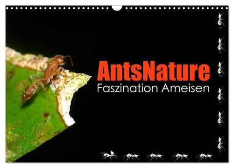 AntsNature - Faszination Ameisen (Wandkalender 2026 DIN A3 quer), CALVENDO Monatskalender