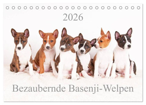 Bezaubernde Basenji-Welpen (Tischkalender 2026 DIN A5 quer), CALVENDO Monatskalender