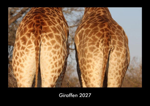 Giraffen 2027 Fotokalender DIN A3