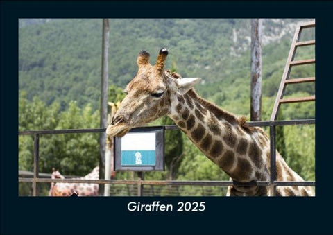Giraffen 2025 Fotokalender DIN A5