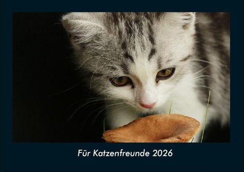 Für Katzenfreunde 2026 Fotokalender DIN A4
