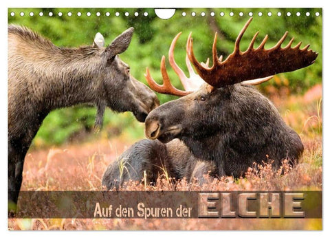 Auf den Spuren der Elche (Wandkalender 2026 DIN A4 quer), CALVENDO Monatskalender