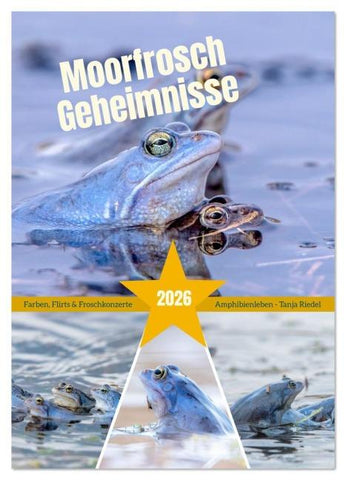 Moorfrosch Geheimnisse – Farben, Flirts & Froschkonzerte - Tanja Riedel (Wandkalender 2026 DIN A2 hoch), CALVENDO Monatskalender