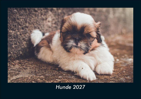 Hunde 2027 Fotokalender DIN A5